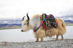 旄牛[氂牛的異體字]