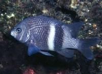 單帶豆娘 單帶豆娘