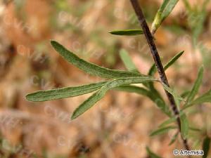 華北米蒿 華北米蒿