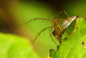 柔弱貓蛛 柔弱貓蛛