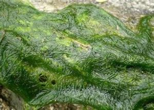 密集水綿 密集水綿