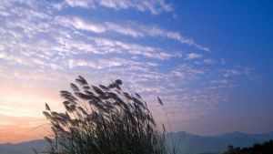 沉湖蘆花匯 沉湖蘆花匯