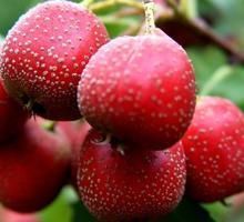 山楂提取物 山楂提取物