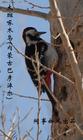 啄木鳥