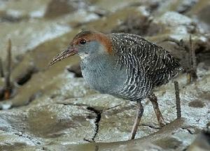 藍胸秧雞印度亞種 藍胸秧雞印度亞種