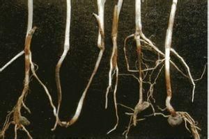 高粱立枯病 高粱立枯病