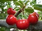 烏梅極早甜櫻桃