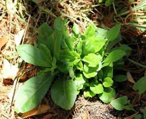 土人參[土人參屬植物]