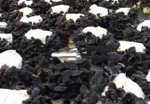 液體菌種地栽黑木耳千戶萬元致富工程 液體菌種地栽黑木耳千戶萬元致富工程