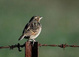 歌百靈西北澳亞種 歌百靈西北澳亞種