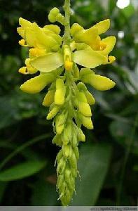 黃花倒水蓮[植物]