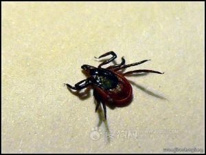 草原革蜱 草原革蜱