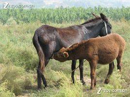 肉驢養殖技術 肉驢養殖技術