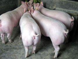 三元苗豬 三元苗豬