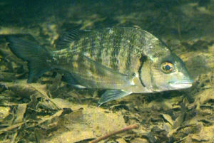 桔鰭棘鯛 桔鰭棘鯛