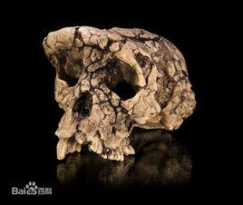 圖根原人 圖根原人