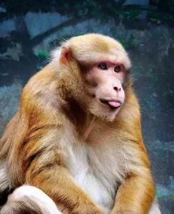 阿薩姆猴 阿薩姆猴