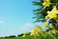 先進技術確保各種花朵都在名人賽期間開放 