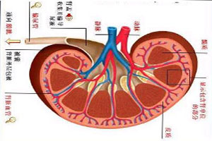 家族性澱粉樣多發性神經病變