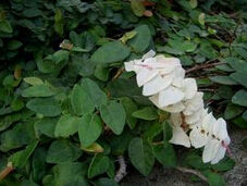 斑葉薜荔 斑葉薜荔