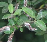 倒卵葉大葉柳 倒卵葉大葉柳