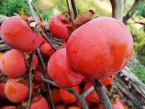 北景柿子 北景柿子