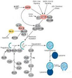細胞自噬 細胞自噬