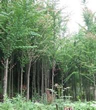 連香樹屬 連香樹屬