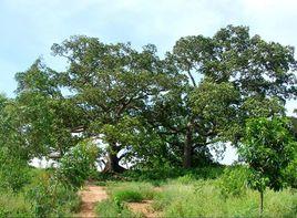 六體連榕 六體連榕