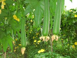 六葉香絲瓜 六葉香絲瓜