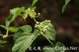 鵝絨藤屬 鵝絨藤屬