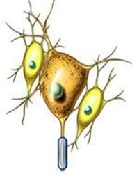 感知綜合障礙 感知綜合障礙