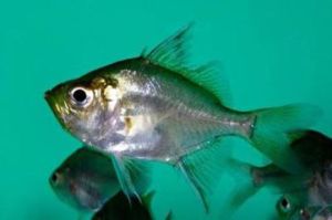 印度副雙邊魚 印度副雙邊魚