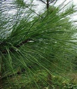 馬尾松針 馬尾松針