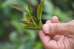 Two Leaves And A Bud