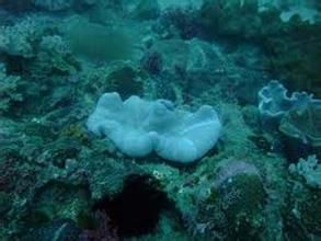 肥厚肉質軟珊瑚 肥厚肉質軟珊瑚