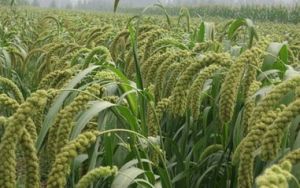 旱豐8號 旱豐8號