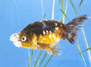 虎皮蛋球 虎皮蛋球