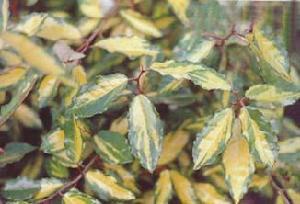 金心胡頹子 金心胡頹子