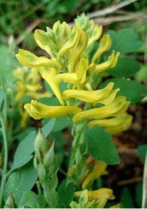 青海黃堇 青海黃堇