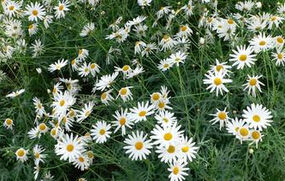 小濱菊屬 小濱菊屬