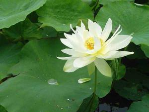 清色蓮華 清色蓮華