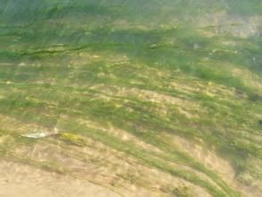 外凸水綿 外凸水綿