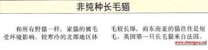 非純種長毛貓