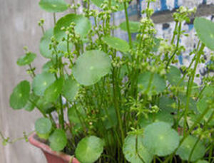 二柱草科 二柱草科