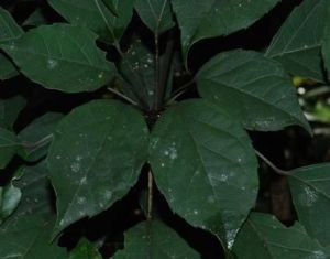 海南鵝掌柴 海南鵝掌柴