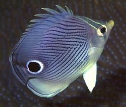 梅爾蝴蝶魚 梅爾蝴蝶魚