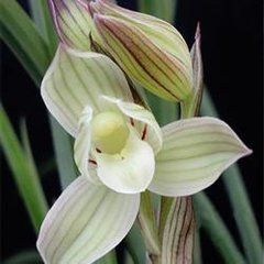 多花蓮瓣麻殼素