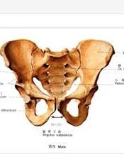 胯骨 胯骨