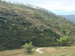 大濠溝村生態山林